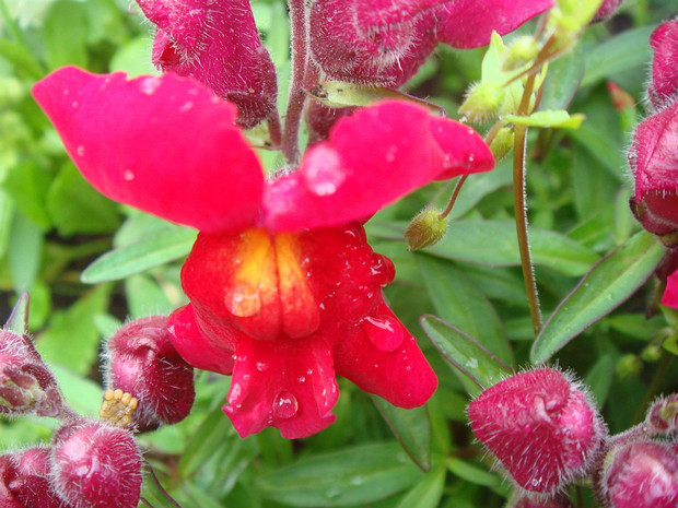 Львиный зев большой - Antirrhinum majus