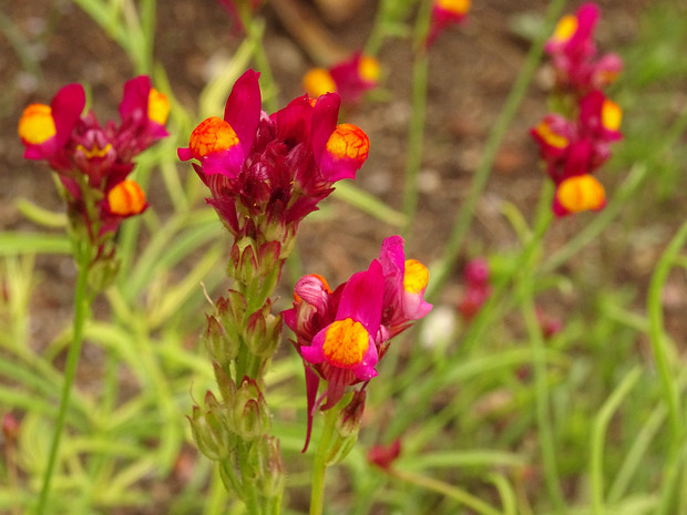 Льнянка сетчатая 'Фламенко' - Linaria reticulata 'Flamenco'