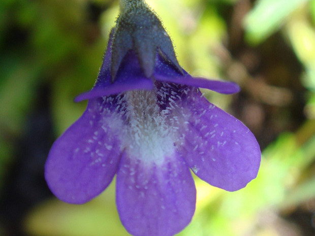 Жирянка обыкновенная - Pinguicula vulgaris