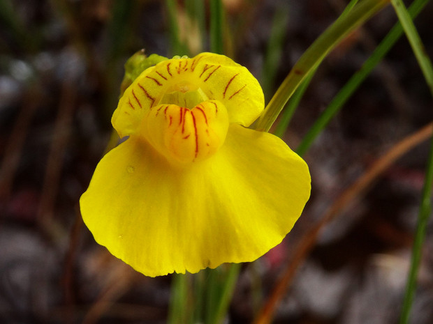 Пузырчатка обыкновенная - Utricularia vulgaris