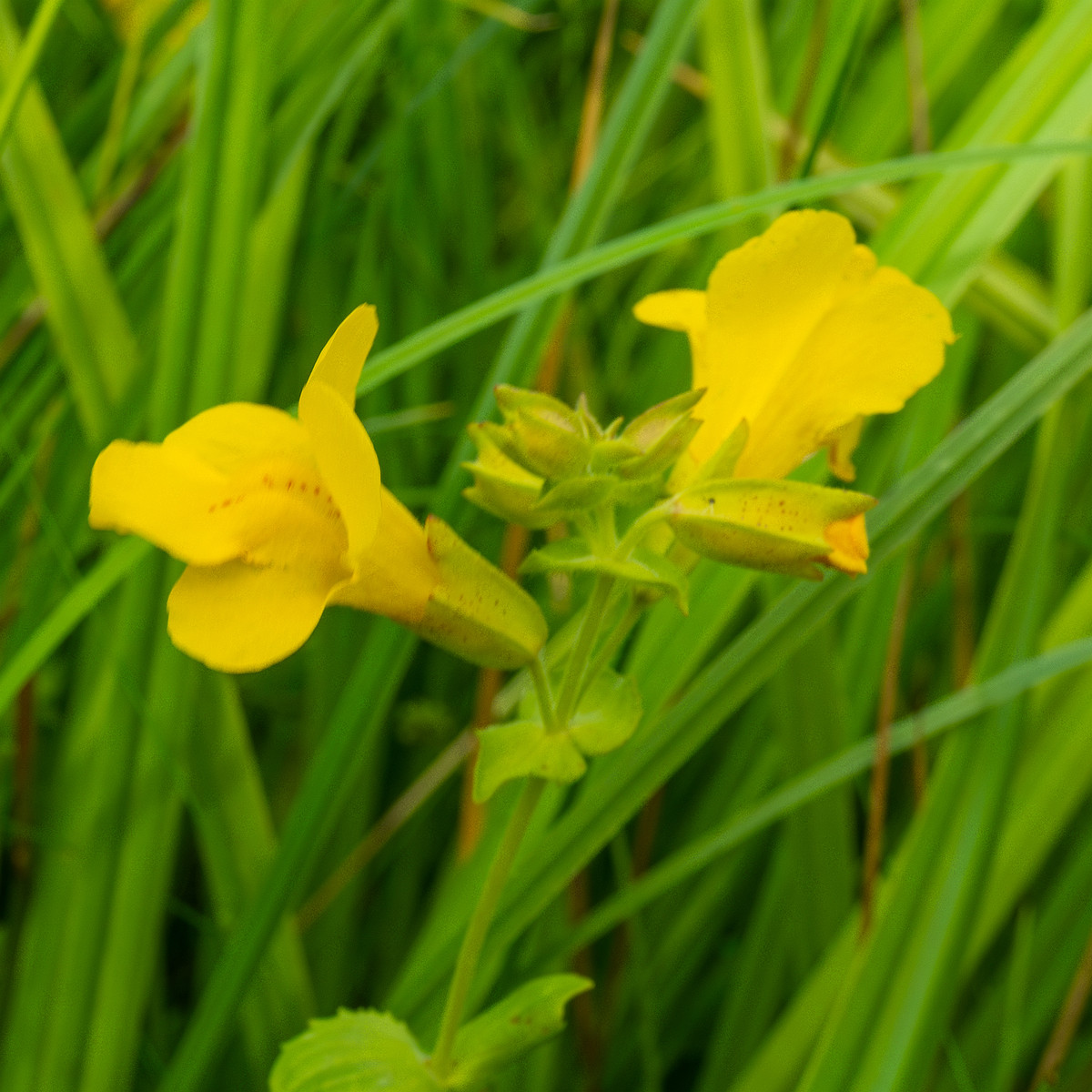 tallinn_botanical_garden_grassland_near_pond-77