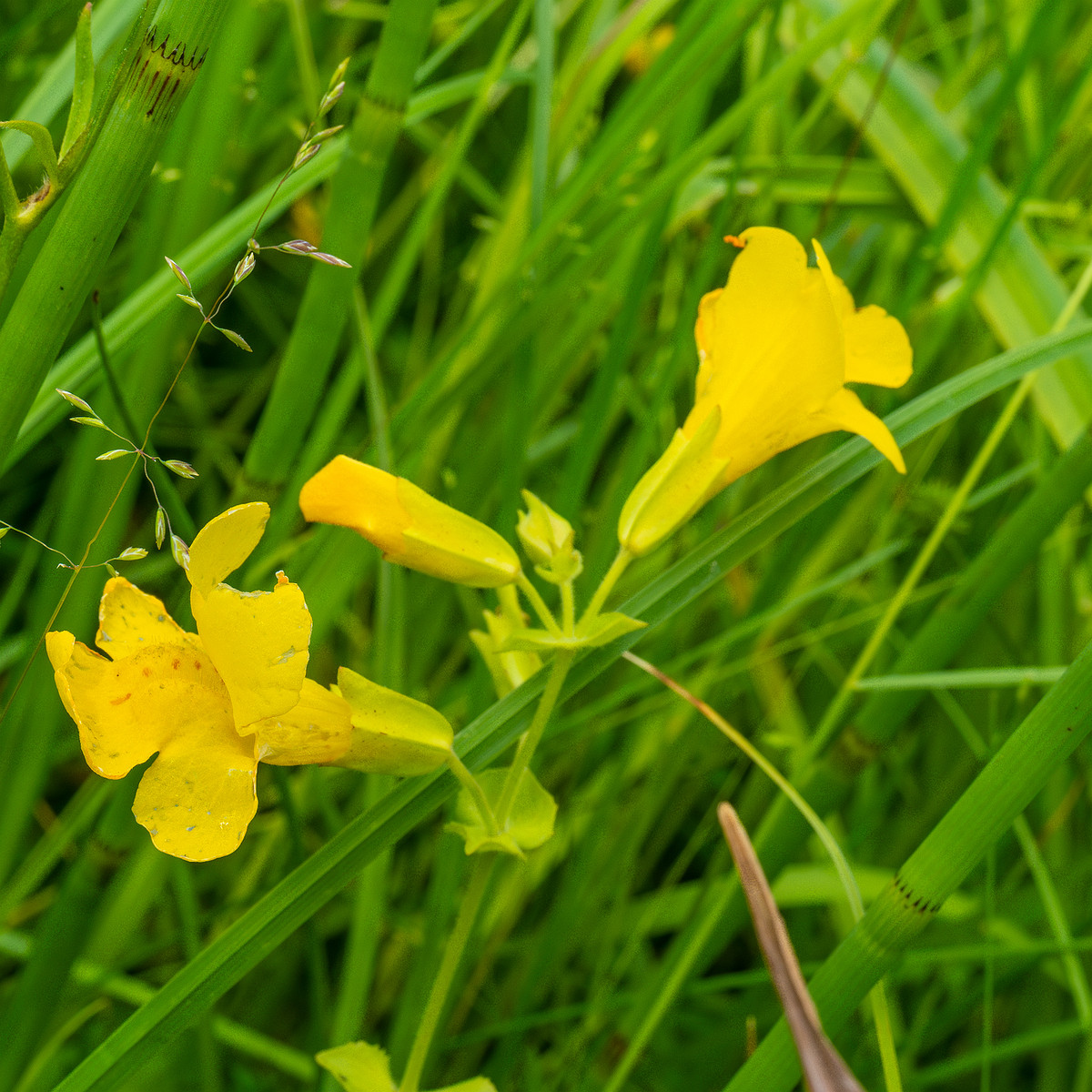 tallinn_botanical_garden_grassland_near_pond-78