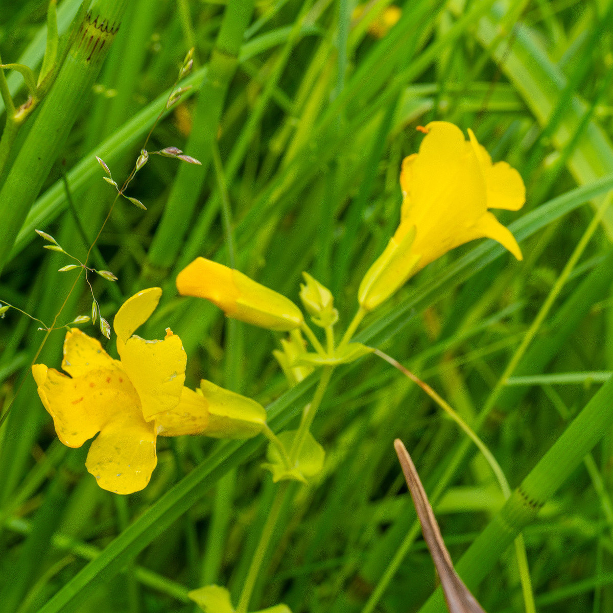 tallinn_botanical_garden_grassland_near_pond-79