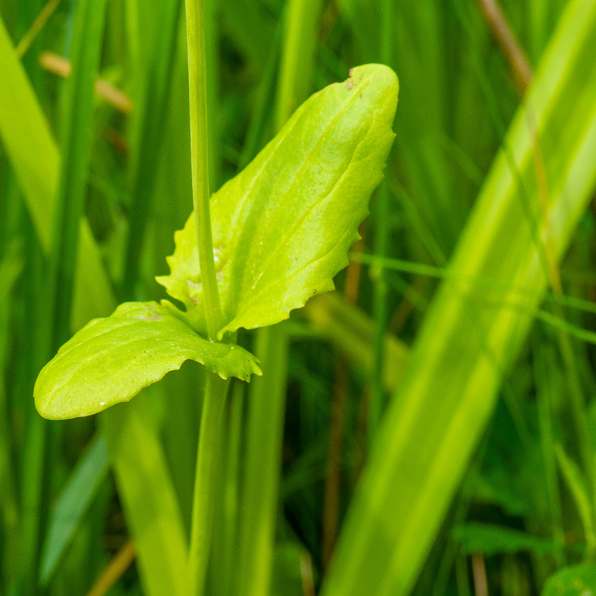 tallinn_botanical_garden_grassland_near_pond-80