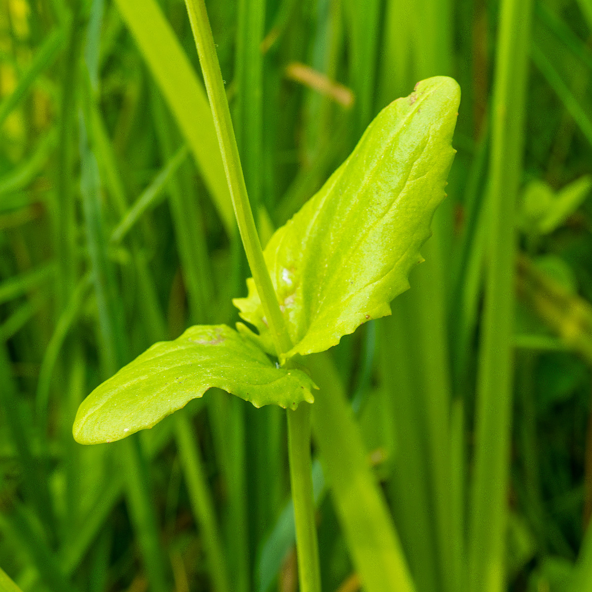 tallinn_botanical_garden_grassland_near_pond-81