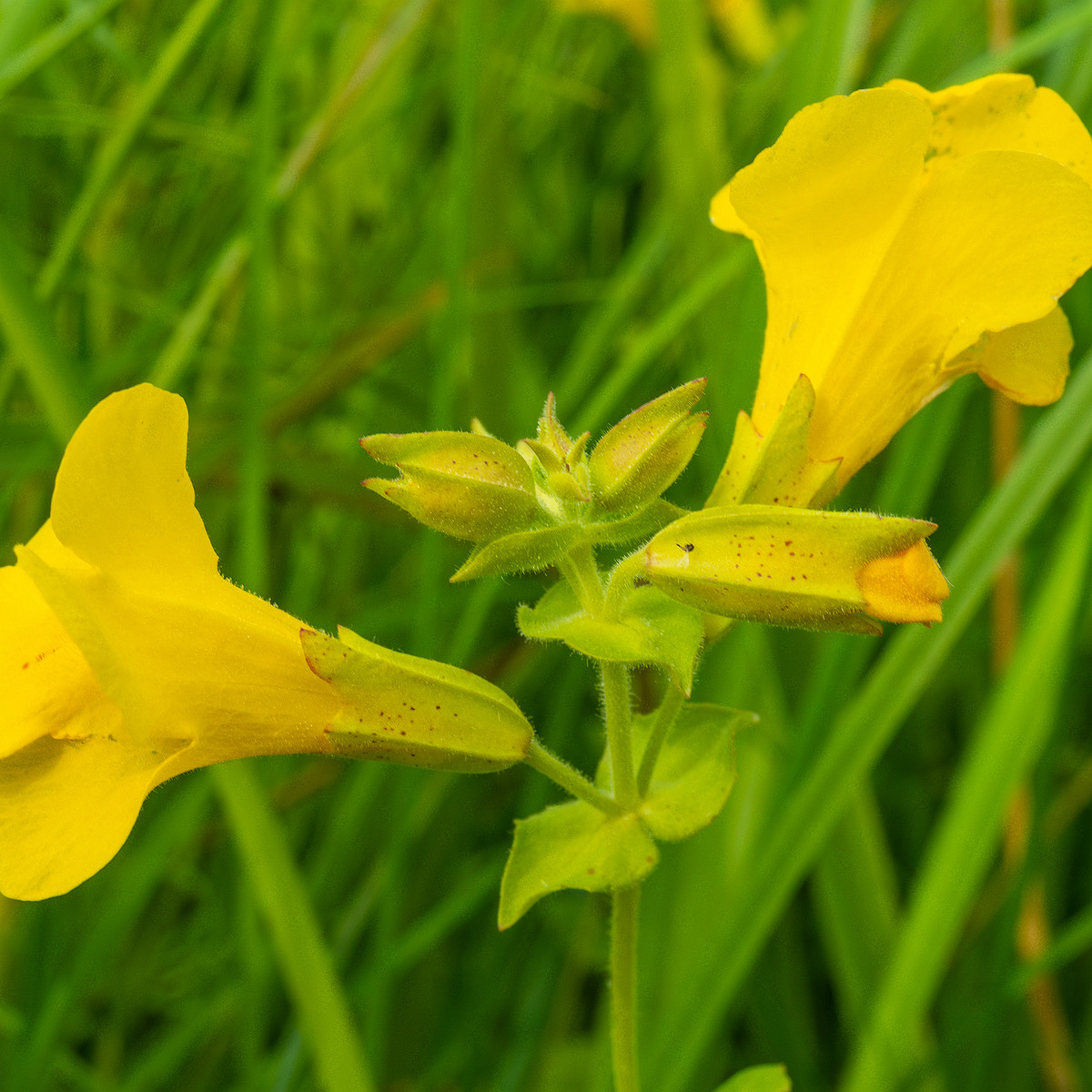 tallinn_botanical_garden_grassland_near_pond-82