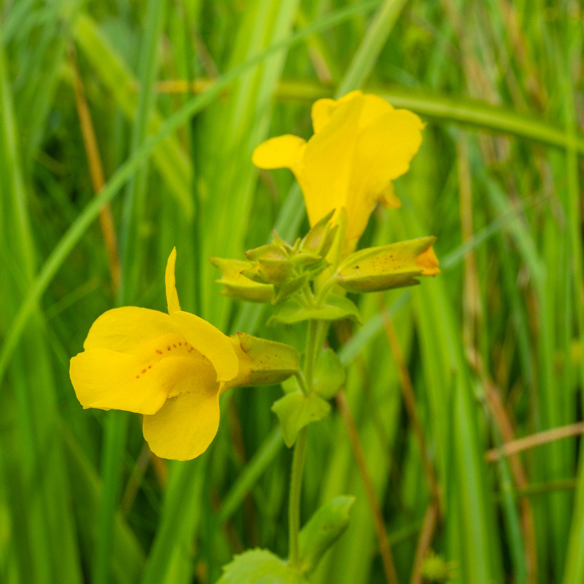 tallinn_botanical_garden_grassland_near_pond-83