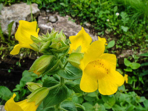 Губастик крапчатый - Mimulus guttatus