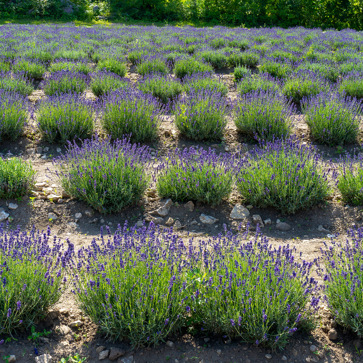 sootsu_lavendel_farm_lavender_field-1