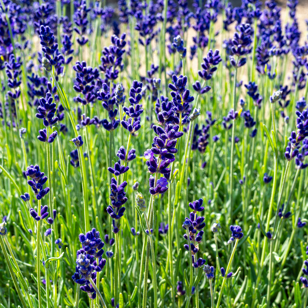 sootsu_lavendel_farm_lavender_field-10