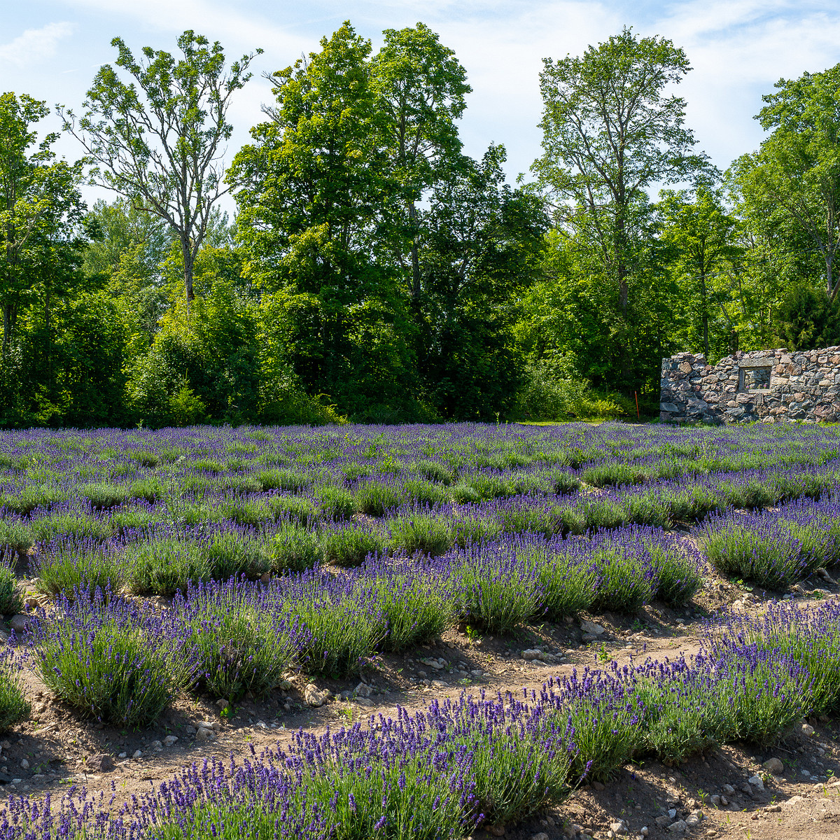 sootsu_lavendel_farm_lavender_field-11