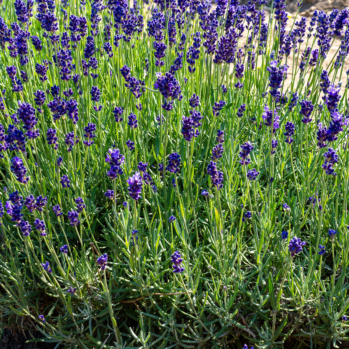 sootsu_lavendel_farm_lavender_field-12