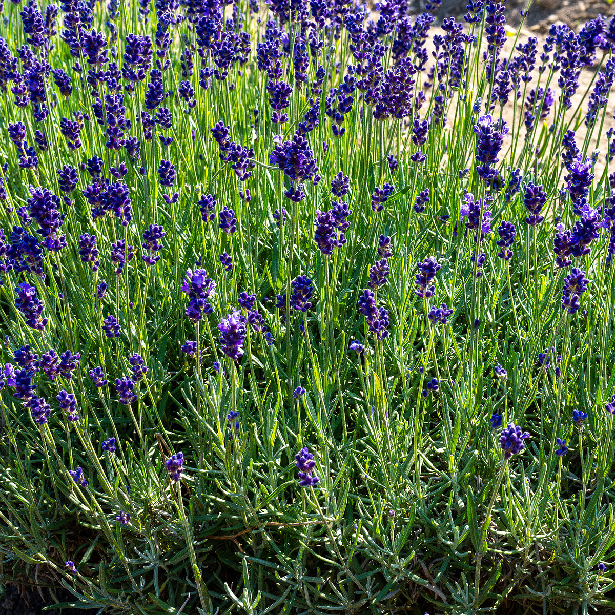 sootsu_lavendel_farm_lavender_field-13