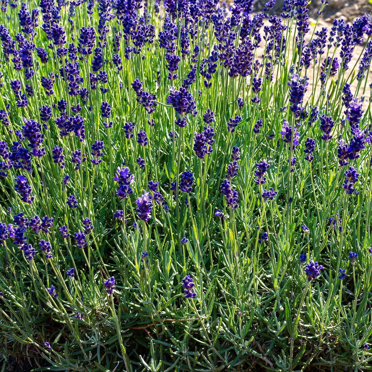 sootsu_lavendel_farm_lavender_field-14