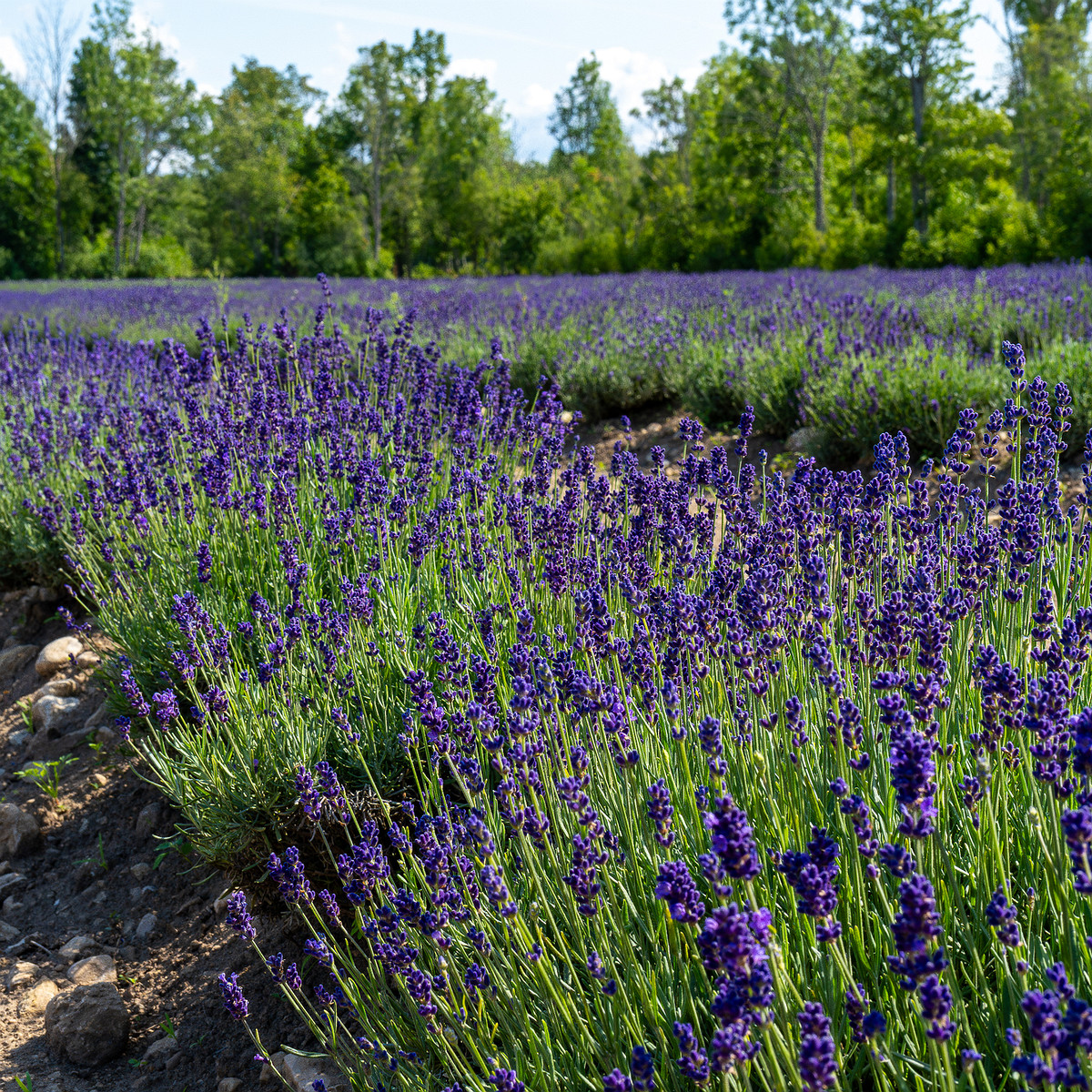 sootsu_lavendel_farm_lavender_field-15