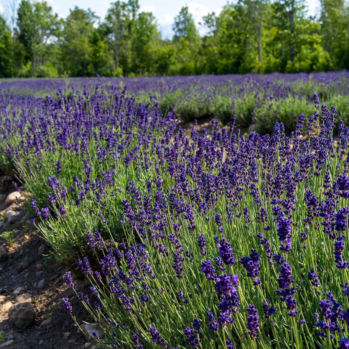 sootsu_lavendel_farm_lavender_field-16