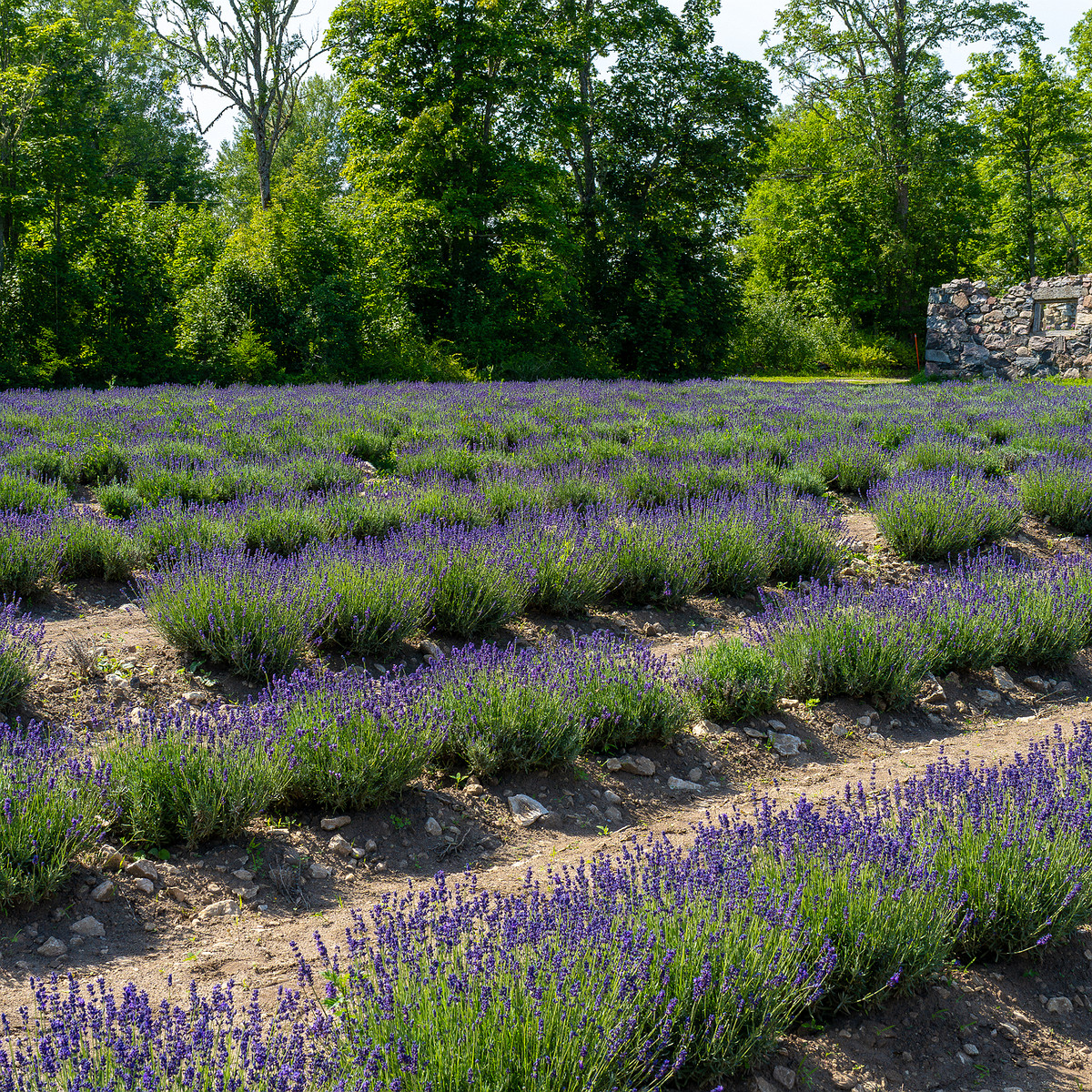 sootsu_lavendel_farm_lavender_field-2