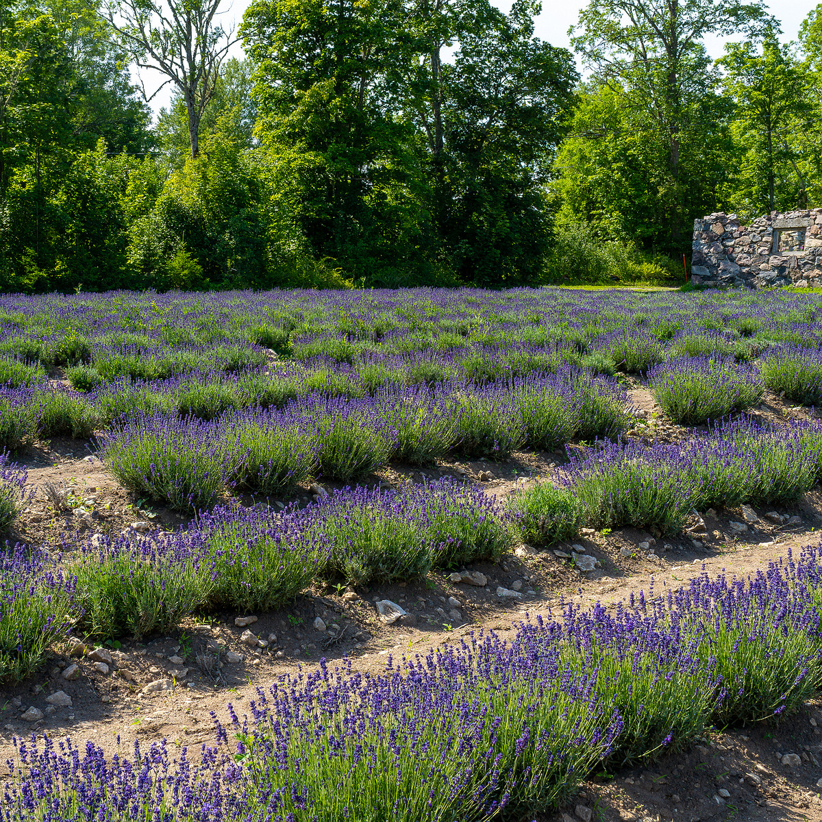 sootsu_lavendel_farm_lavender_field-3