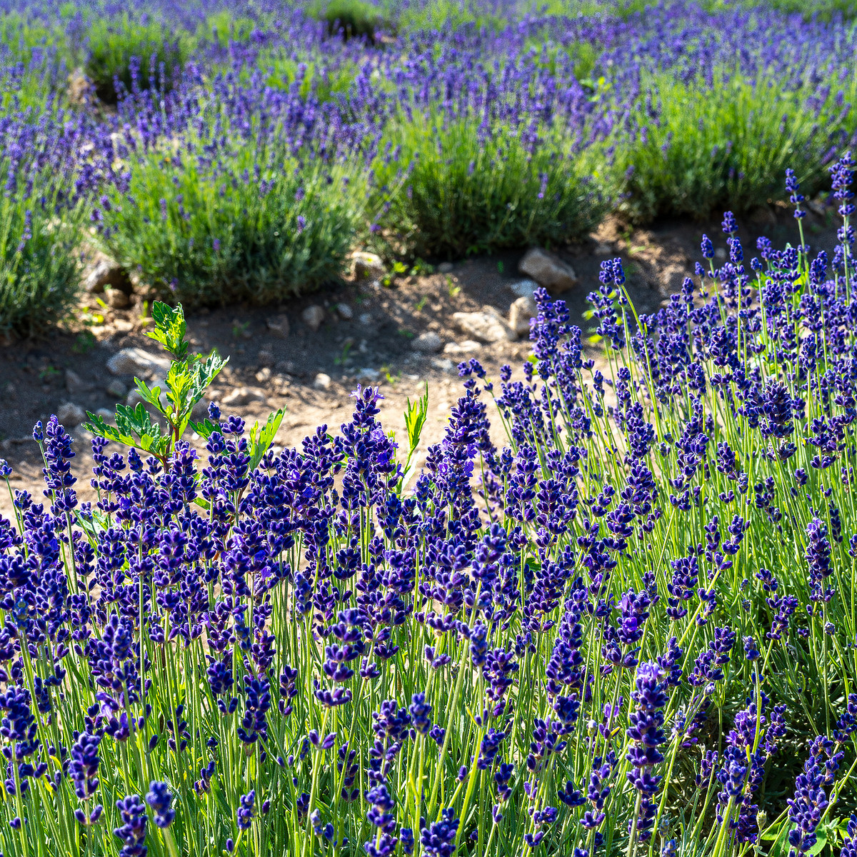 sootsu_lavendel_farm_lavender_field-4