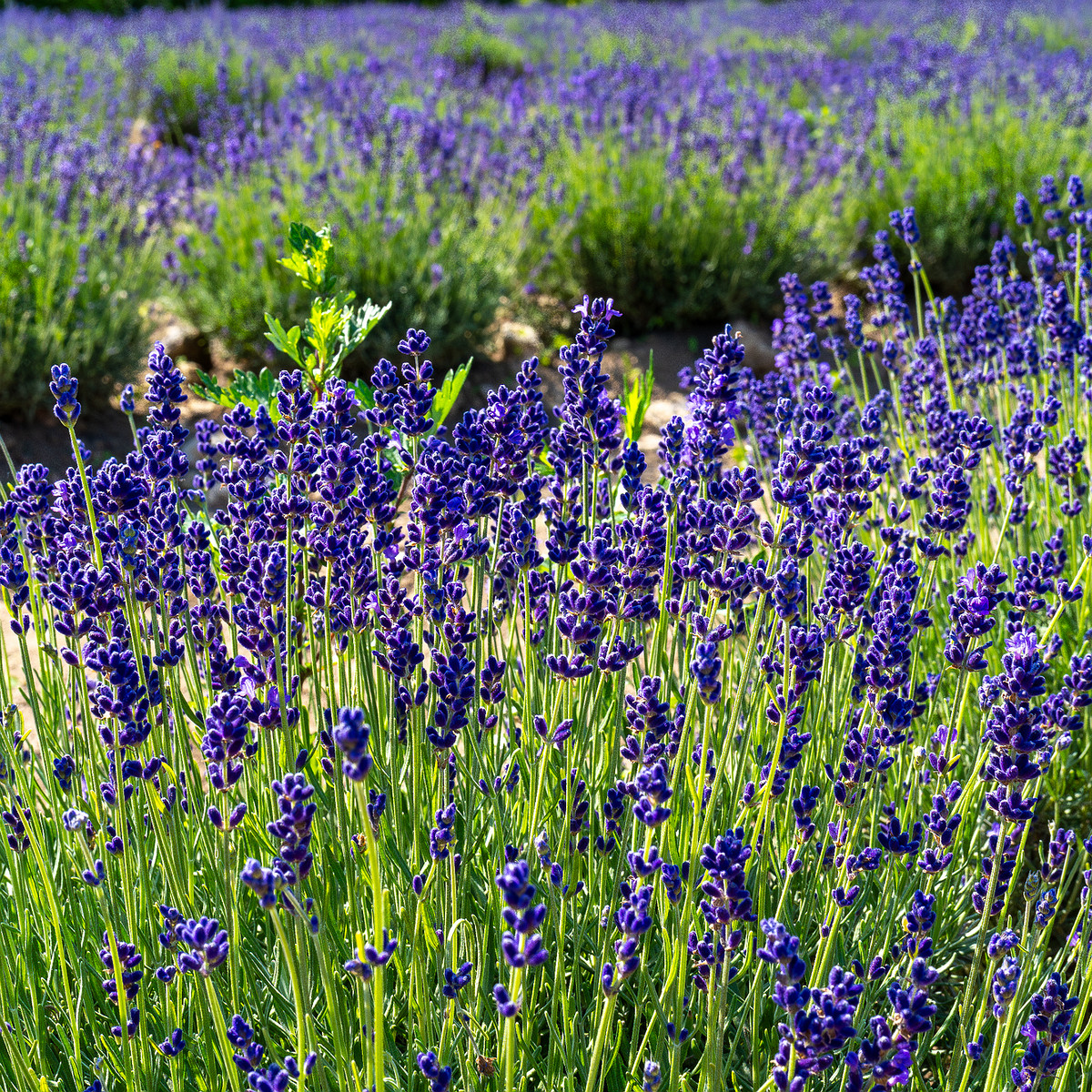 sootsu_lavendel_farm_lavender_field-5