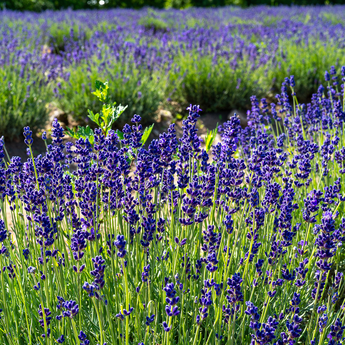 sootsu_lavendel_farm_lavender_field-6