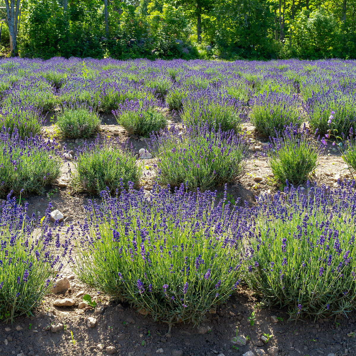 sootsu_lavendel_farm_lavender_field-7