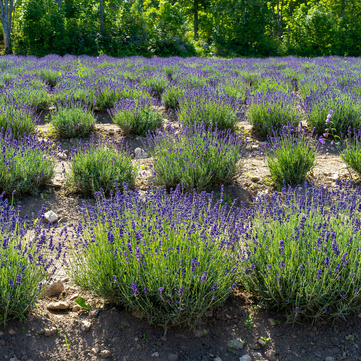 sootsu_lavendel_farm_lavender_field-8