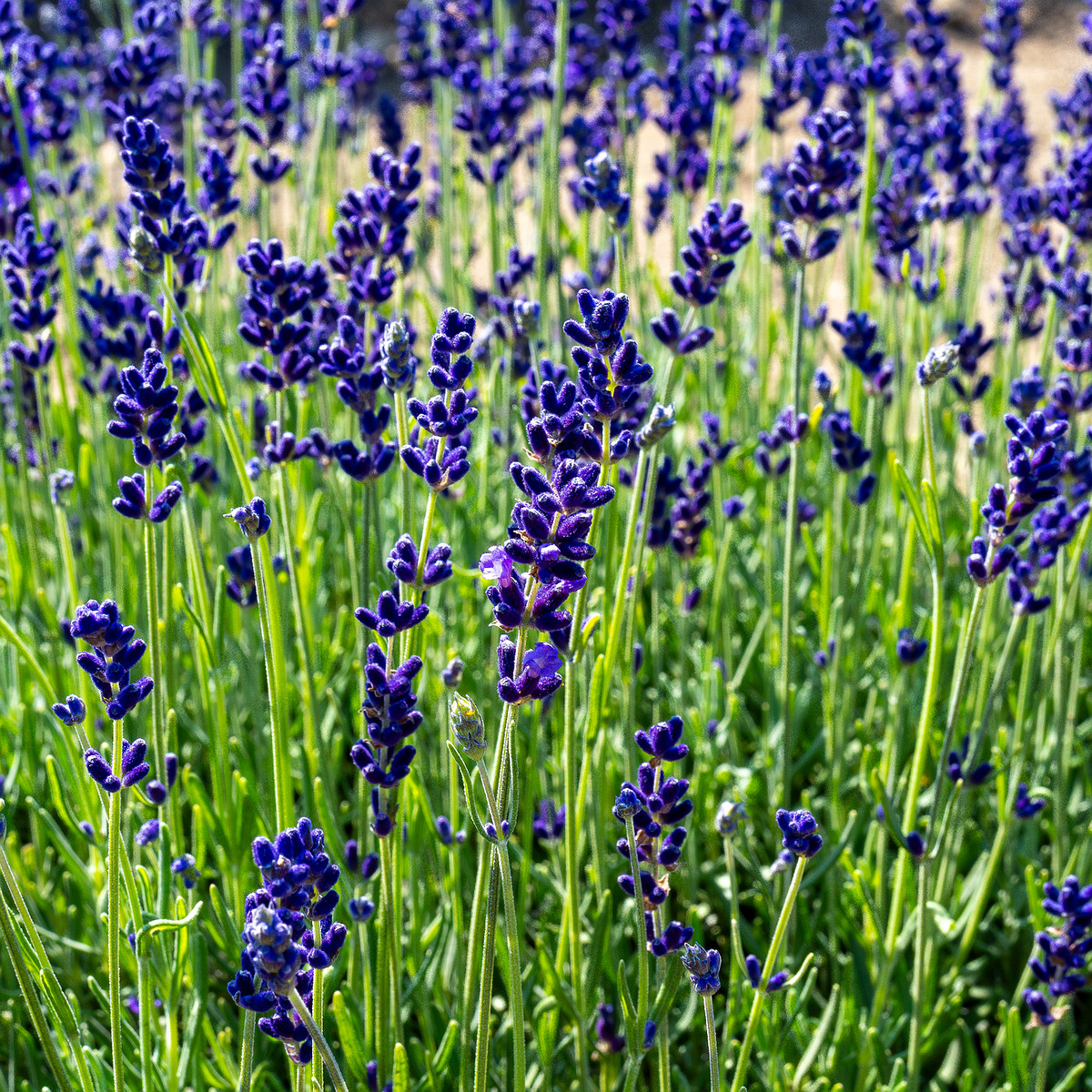 sootsu_lavendel_farm_lavender_field-9