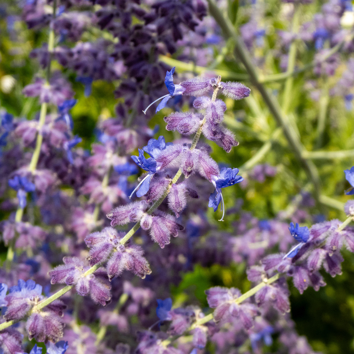 baden-baden-rosarium-15