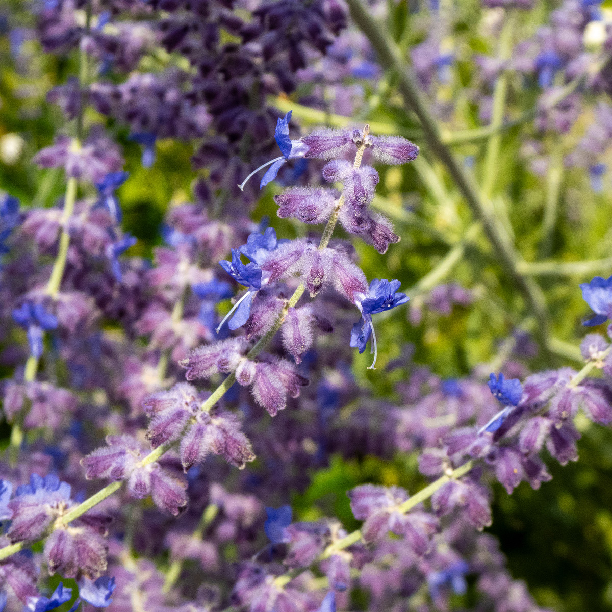 baden-baden-rosarium-16