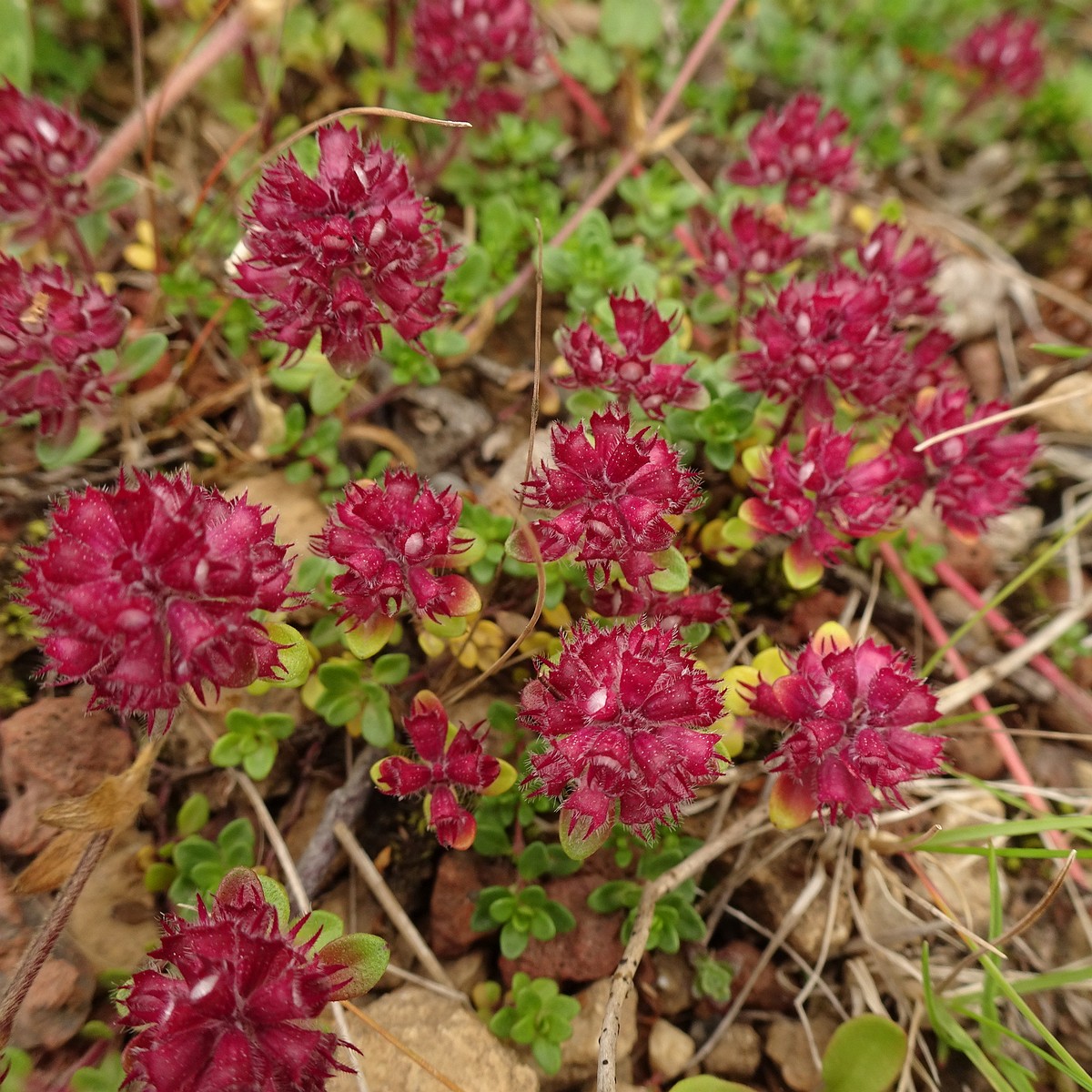 Thymus praecox subsp. arcticus 23-Jul-19 _ 13_55_06