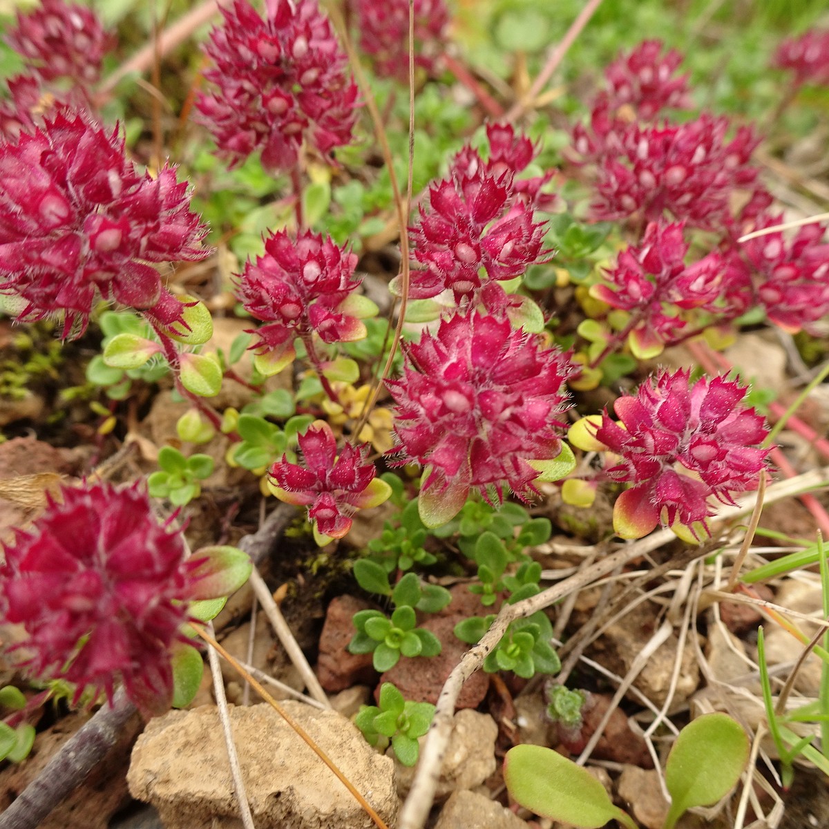 Thymus praecox subsp. arcticus 23-Jul-19 _ 13_55_16