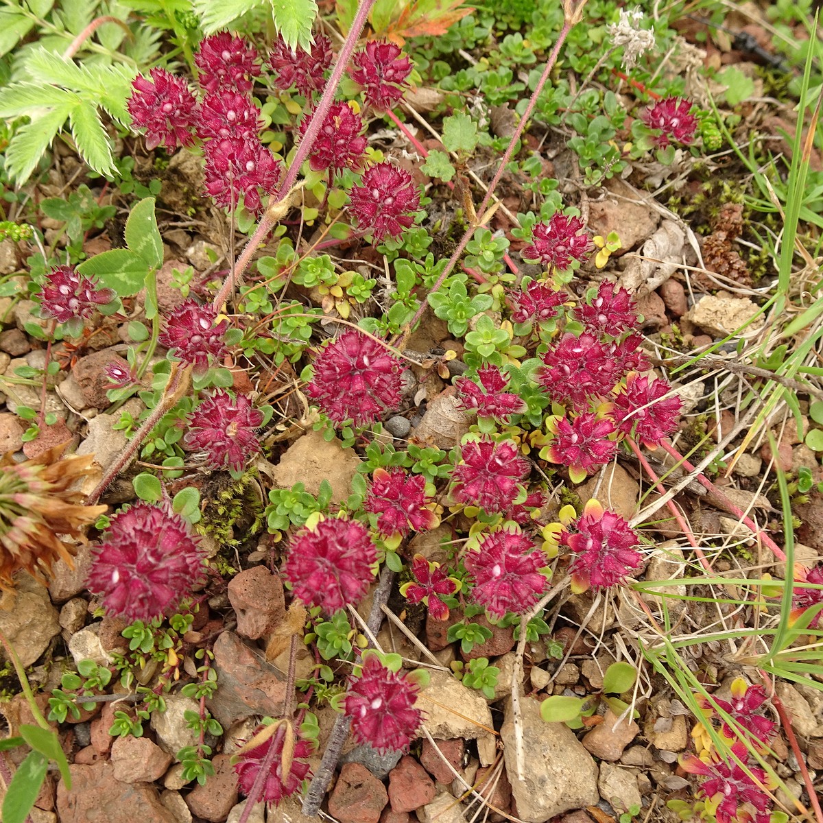 Thymus praecox subsp. arcticus 23-Jul-19 _ 13_55_20