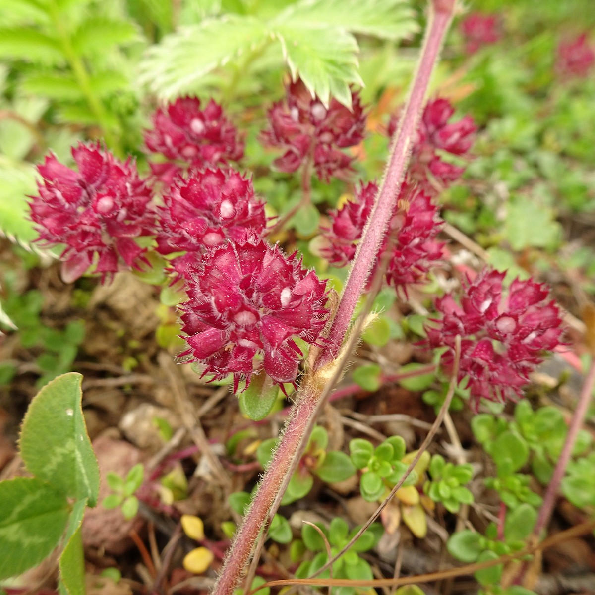 Thymus praecox subsp. arcticus 23-Jul-19 _ 13_55_28