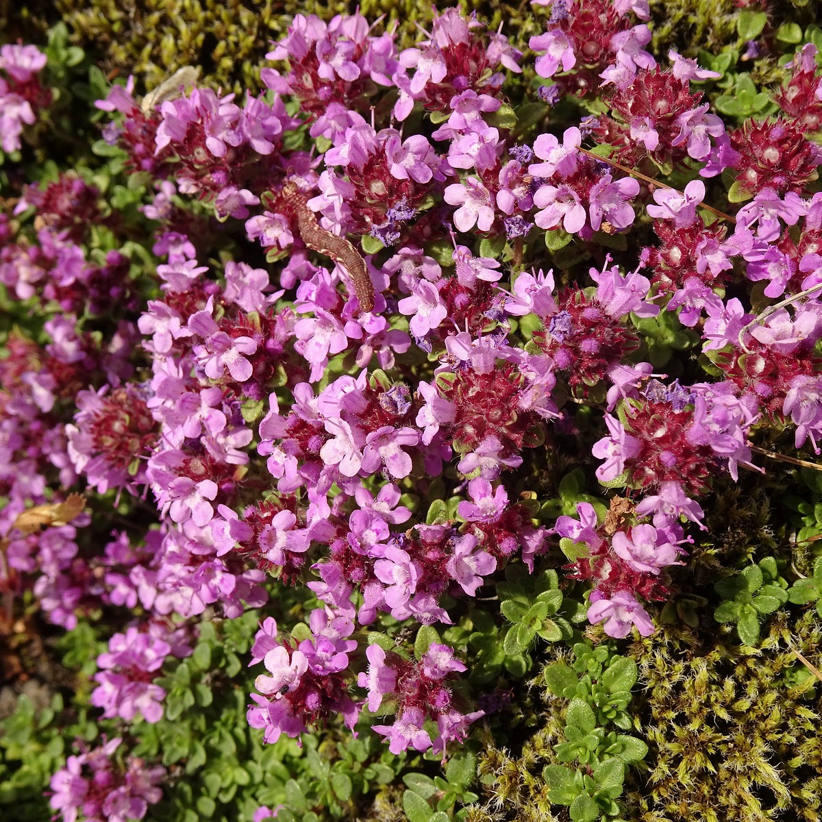 Thymus praecox subsp. arcticus 25-Jul-19 _ 17_03_32