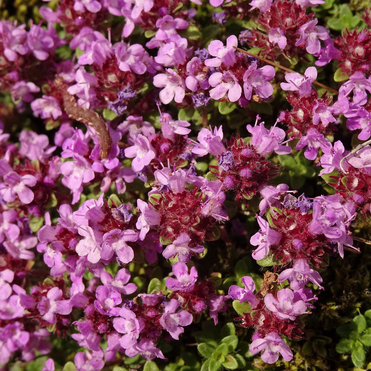 Thymus praecox subsp. arcticus 25-Jul-19 _ 17_03_38