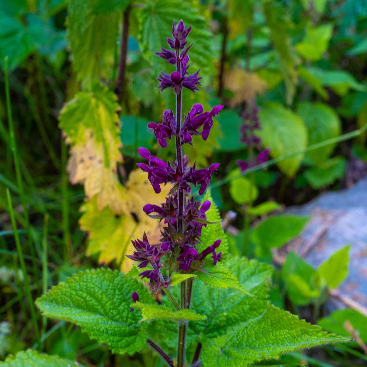 lauluvaeljak_forest_corner-18