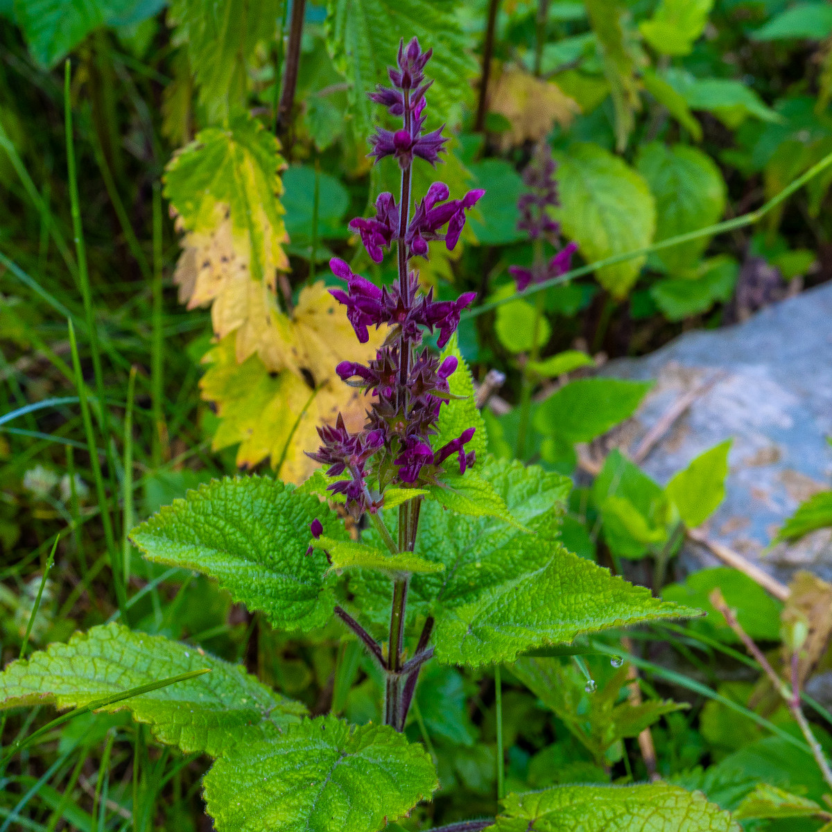 lauluvaeljak_forest_corner-20