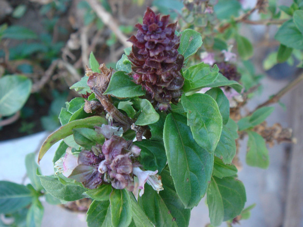 Базилик Тайский - Ocimum basilicum var. thyrsiflorum