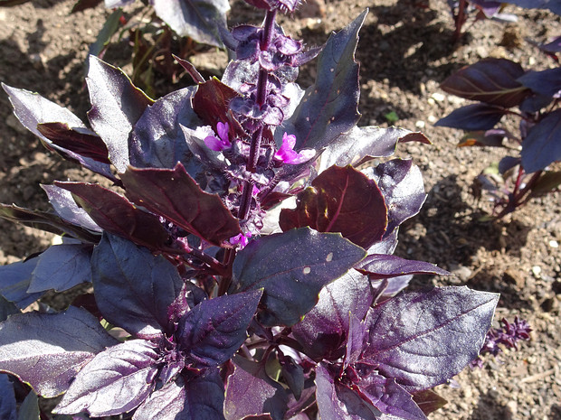 Базилик камфорный 'Красный Рубин' - Ocimum basilicum 'Red Rubin'