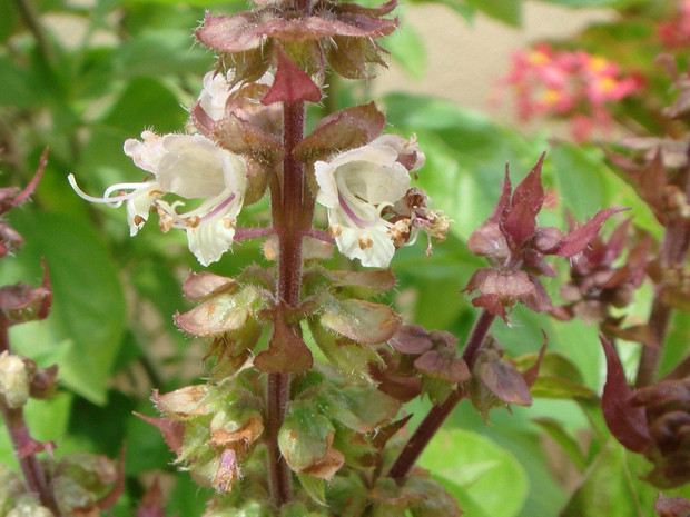 Базилик камфорный - Ocimum basilicum