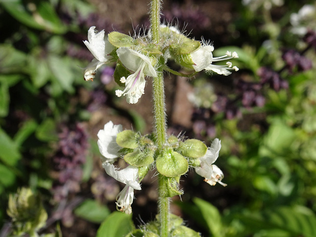 Базилик x африканский - Ocimum x africanum