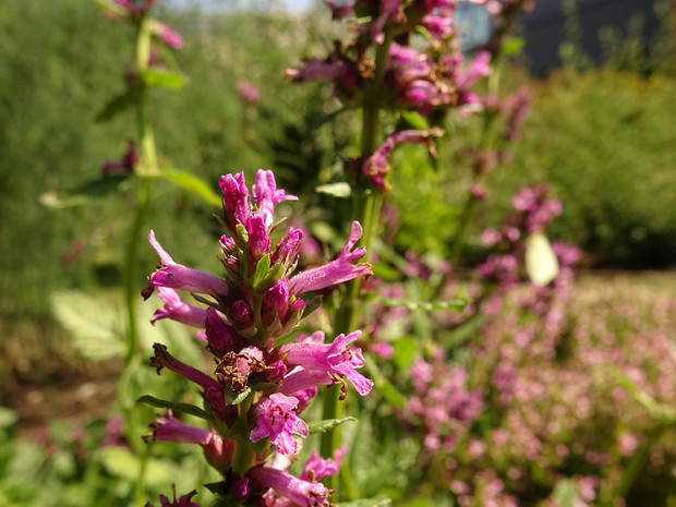 Буквица лекарственная - Betonica officinalis