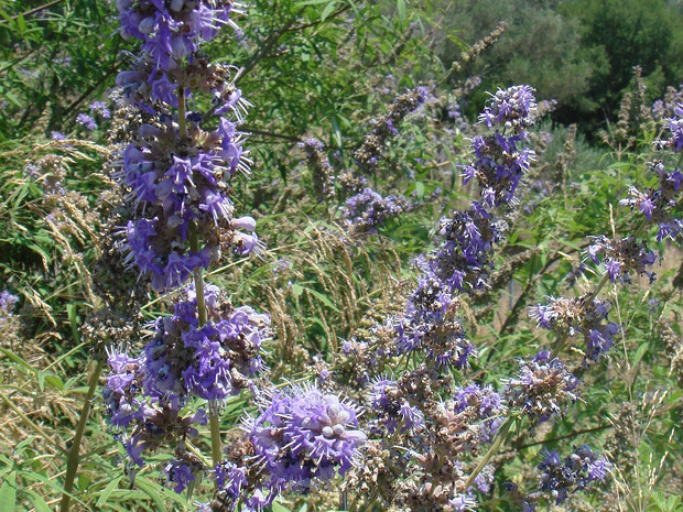 Витекс священный - Vitex agnus-castus