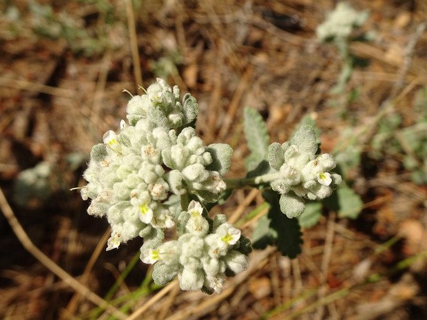 Дубровник беловойлочный - Teucrium polium