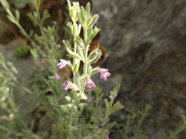 Дубровник морской - Teucrium marum