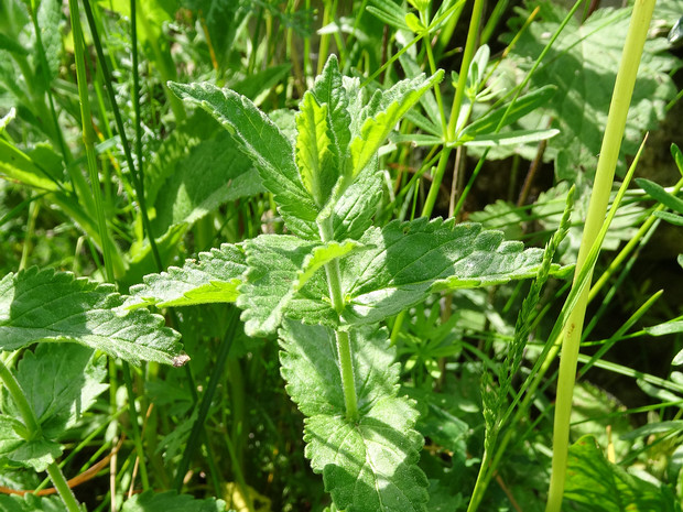 Дубровник чесночный - Teucrium scordium