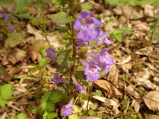 Душевик котовниковый - Clinopodium nepeta