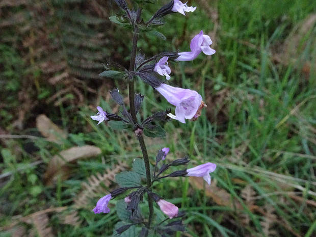 Душевник лесной - Calamintha sylvatica