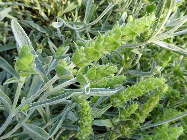 Железница сирийская - Sideritis syriaca